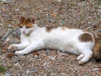 Katze weiß hellbraun